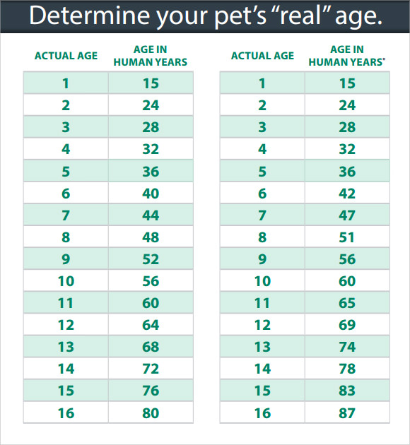 Dog And Cat Years Chart