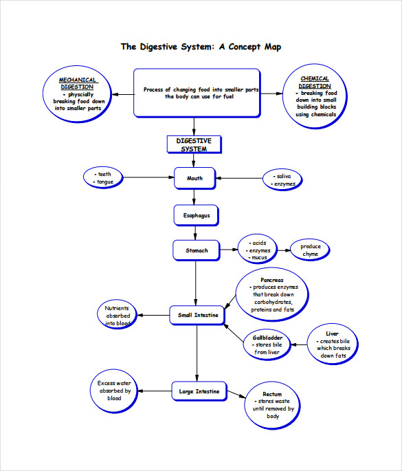 digestive system concept map free pdf download