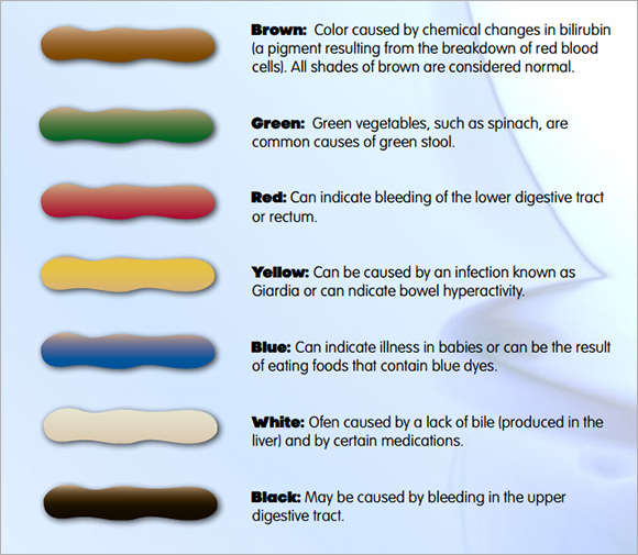 poop stool color changes color chart and meaning healthy concept stock ...