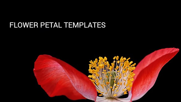 flower petal template faetured image