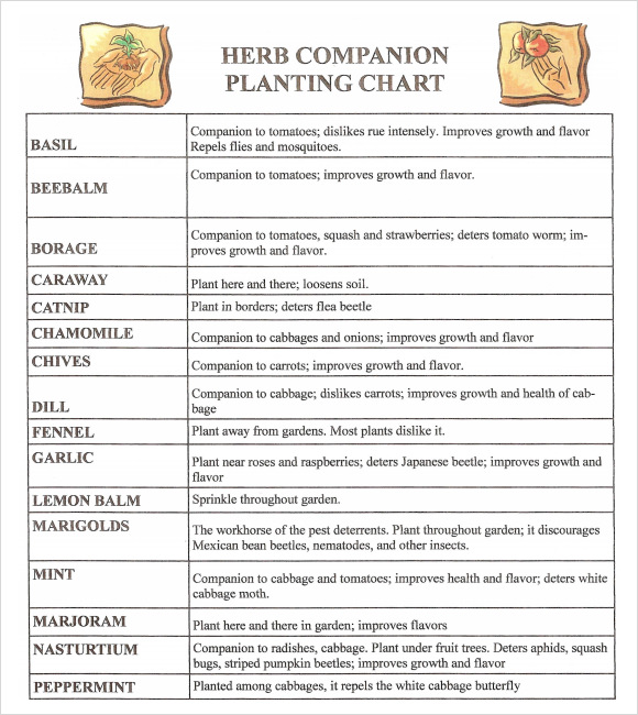 companion planting chart pdf