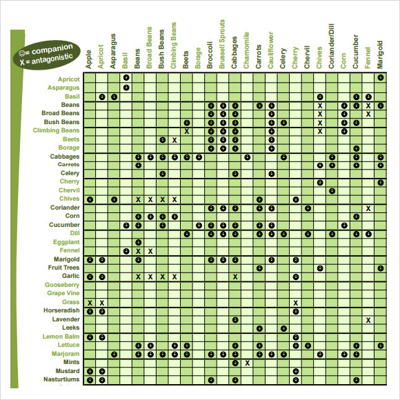 Printable Companion Planting Chart Pdf Printable Word Searches