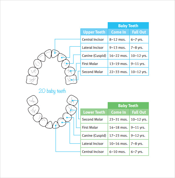 free-6-sample-baby-teeth-chart-templates-in-pdf-ms-word