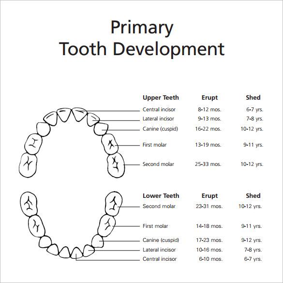FREE 6 Sample Baby Teeth Chart Templates In PDF MS Word