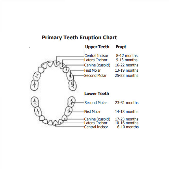 Deciduous Teeth Eruption Chart