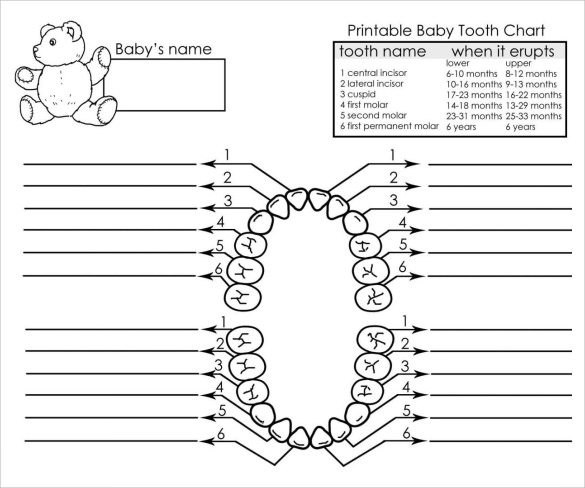 printable baby teeth chart