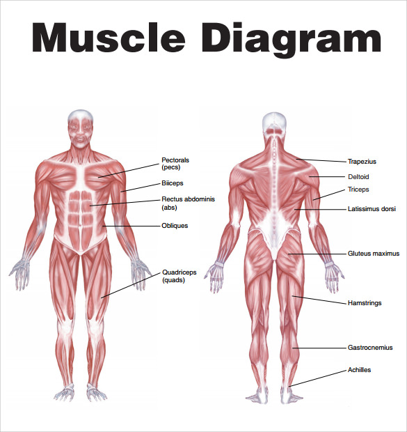 FREE 7 Sample Muscle Chart Templates In PDF