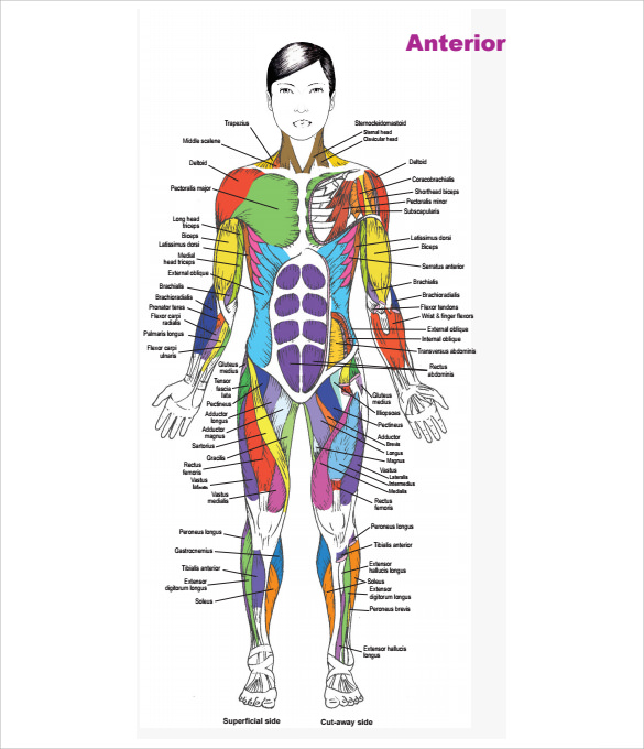 muscle chart origin insertion action