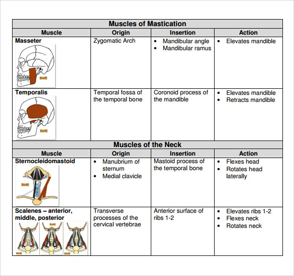 Muscle Charts For