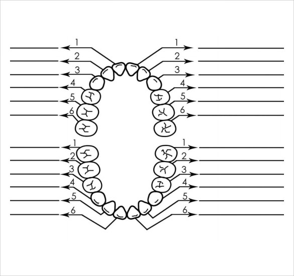 free-11-sample-teeth-chart-templates-in-pdf-ms-word