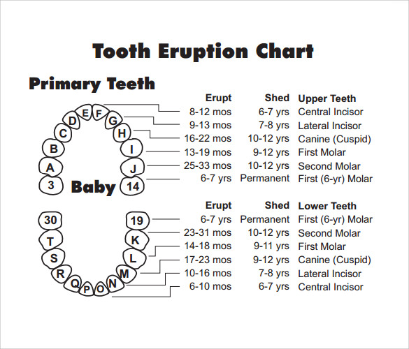sample teeth chart baby