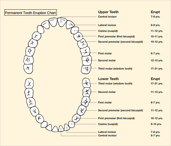 permanent tooth eruption chart
