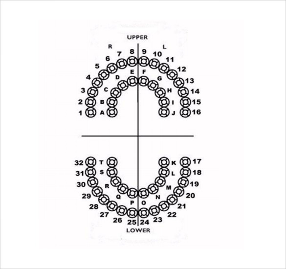 FREE 16+ Sample Teeth Chart Templates in PDF MS Word