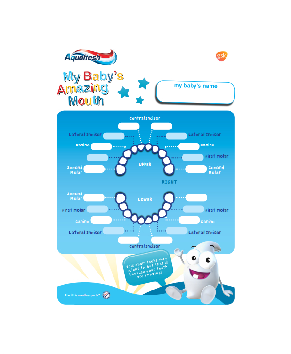 FREE 6 Sample Baby Teeth Chart Templates In PDF MS Word
