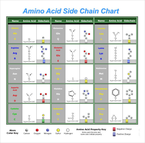 amino acid chain chart