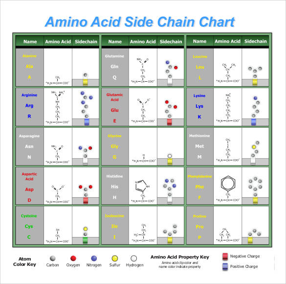 Amino Acid Chain Chart