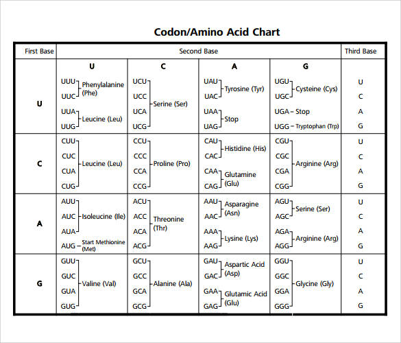 amino acid codon chart
