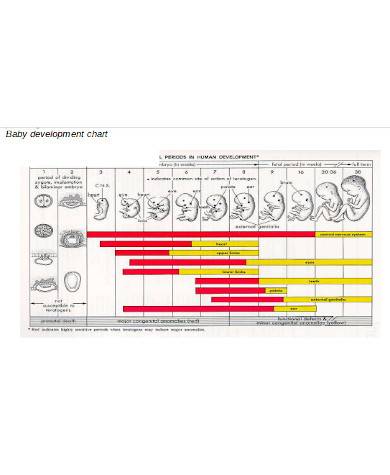 general baby development chart