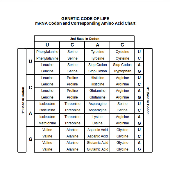 amino acid chart in word