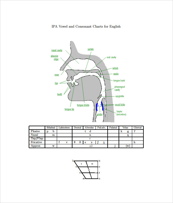 free 8 ipa chart templates in pdf ms word