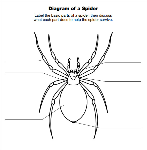 free-12-spider-diagram-templates-in-pdf