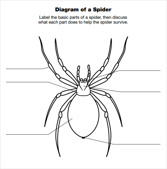 Free Spider Diagram Template Word Printable Templates